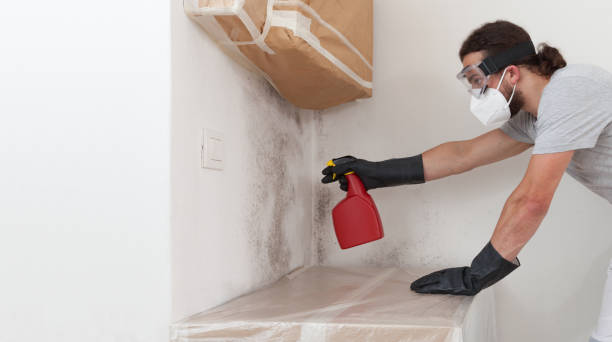 Professional Mold Cleanup technician working in Vandalia, MI