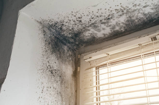 Affordable Mold Cleanup solutions in Vandalia, MI