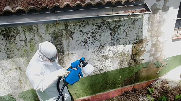 Top rated local Mold Cleanup specialists in Vandalia, MI